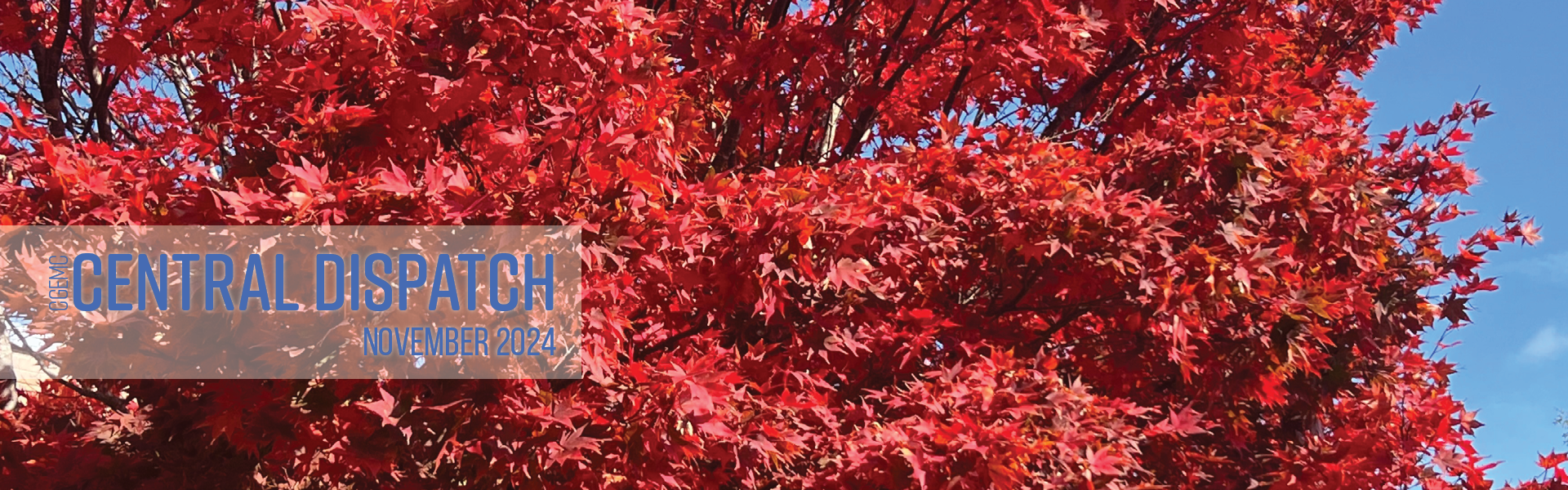 beautiful red maple tree